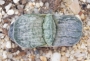 Гастерия (Gasteria cv. Isomatsu variegata)