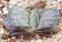 Гастерия (Gasteria cv. Isomatsu variegata)