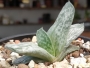 Гастерия (Gasteria cv. Isomatsu variegata)