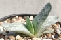 Гастерия (Gasteria cv. Isomatsu variegata)