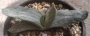 Гастерия (Gasteria cv. Isomatsu variegata)