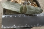 Гастерия (Gasteria cv. Isomatsu variegata)