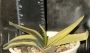 Гастерия (Gasteria cv. Kinun ガステリア 錦雲)