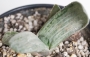 Гастерия (Gasteria disticha cv. Albovariegata variegated)