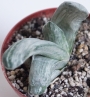 Гастерия (Gasteria disticha cv. Albovariegata variegated)