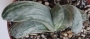 Гастерия (Gasteria disticha cv. Albovariegata variegated)