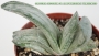 Гастерия (Gasteria disticha cv. Albovariegata variegated)
