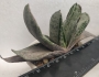 Гастерия (Gasteria disticha cv. Albovariegata variegated)