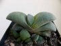 Гастерия (Gasteria Glomerata)