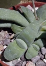 Гастерия (Gasteria Glomerata)