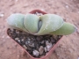 Гастерия (Gasteria Glomerata)