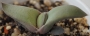 Гастерия (Gasteria Glomerata)
