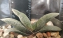 Гастерия (Gasteria Glomerata)