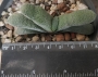 Гастерия (Gasteria Glomerata)