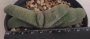Гастерия (Gasteria Glomerata)