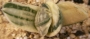 Гастерия (Gasteria Shakura fuji white variegata)