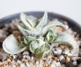 Гастерия (Gasteria Shakura fuji white variegata)