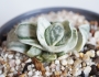 Гастерия (Gasteria Shakura fuji white variegata)