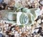 Гастерия (Gasteria Shakura fuji white variegata)