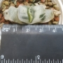 Гастерия (Gasteria Shakura fuji white variegata)