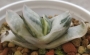 Гастерия (Gasteria Shakura fuji white variegata)