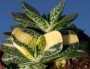 Гастерия грацилис вариегата (Gasteria gracilis variegata)