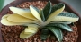 Гастерия грацилис вариегата (Gasteria gracilis variegata)