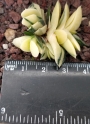 Гастерия грацилис вариегата (Gasteria gracilis variegata)