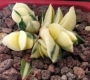 Гастерия грацилис вариегата (Gasteria gracilis variegata)