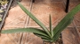 Гастерия хибрид (GASTERIA HYBRID)