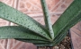 Гастерия хибрид (GASTERIA HYBRID)