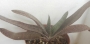 Гастерия хибрид (GASTERIA HYBRID)