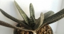Гастерия хибрид (GASTERIA HYBRID)
