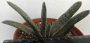 Гастерия хибрид (GASTERIA HYBRID)