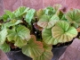 Геум (Geum montanum)