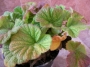 Геум (Geum montanum)