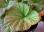 Геум (Geum montanum)