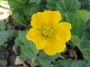Геум (Geum montanum)