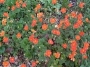 Геум, Омайниче (Geum)