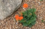 Геум, Омайниче (Geum)