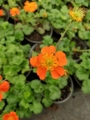 Геум, Омайниче (Geum)