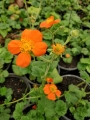 Геум, Омайниче (Geum)