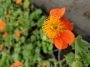 Геум, Омайниче (Geum)
