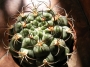 Гимнокалициум (Gymnocalycium)