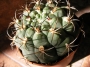 Гимнокалициум (Gymnocalycium)