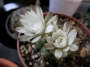 Гимнокалициум бял (Gymnocalycium)