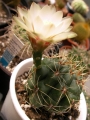 Гимнокалициум (Gymnocalycium)