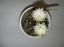 Гимнокалициум (Gymnocalycium mihanovichii)