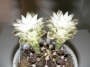 Гимнокалициум (Gymnocalycium mihanovichii)