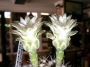 Гимнокалициум (Gymnocalycium mihanovichii)